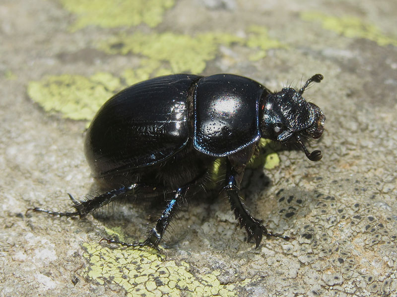 Geotrupidae: Anoplotrupes stercorosus